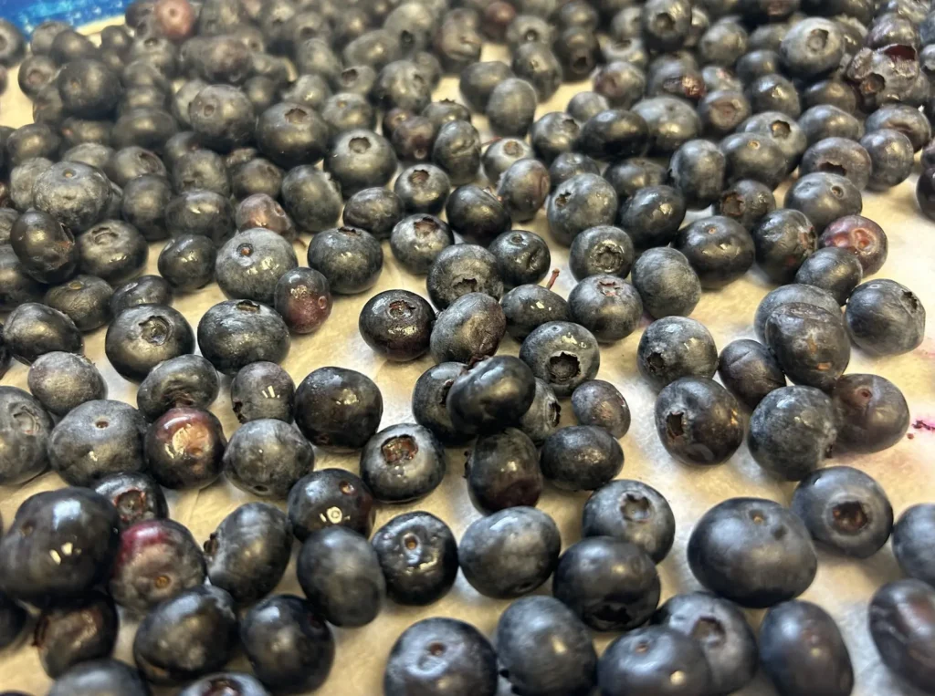 Fresh Pennsylvania blueberries spread across a lined work surface before being prepared for Kat’s seasonal handmade blueberry pierogies.