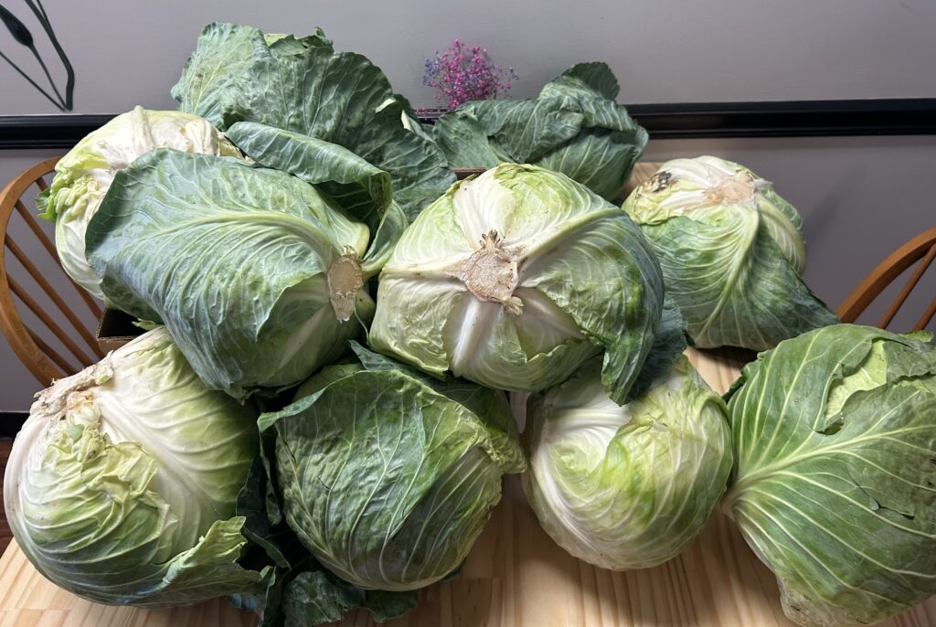 Fresh Cabbages from Local Pennsylvania Farms Stacked Up on an Ashen Table Against the Wall, for Use in Making Halupki Gołąbki.
