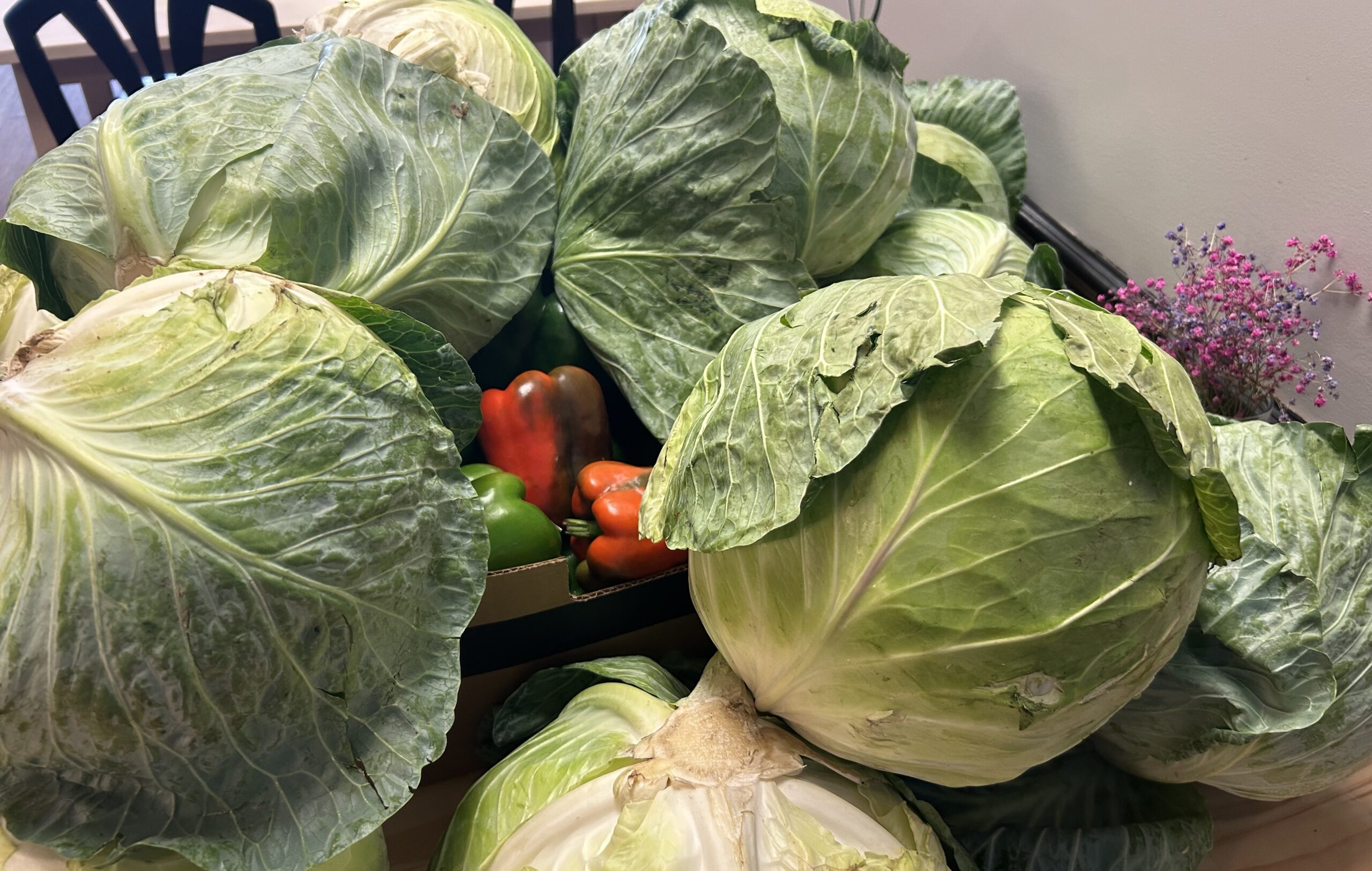 Fresh Produce from Farm to Table with many extra large cabbages and bright red, green, and yellow bell peppers.
